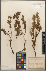 Foto von Salix retusa L.